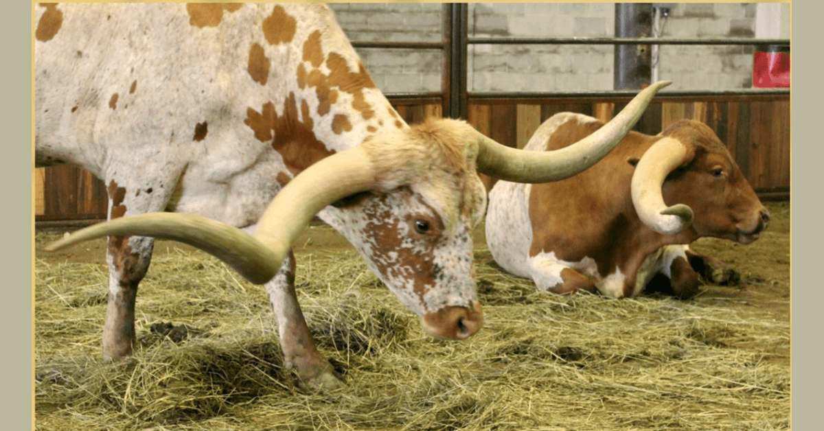 Glen Rose proclama la Semana del Texas Longhorn de ITLA celebrando el patrimonio ganadero