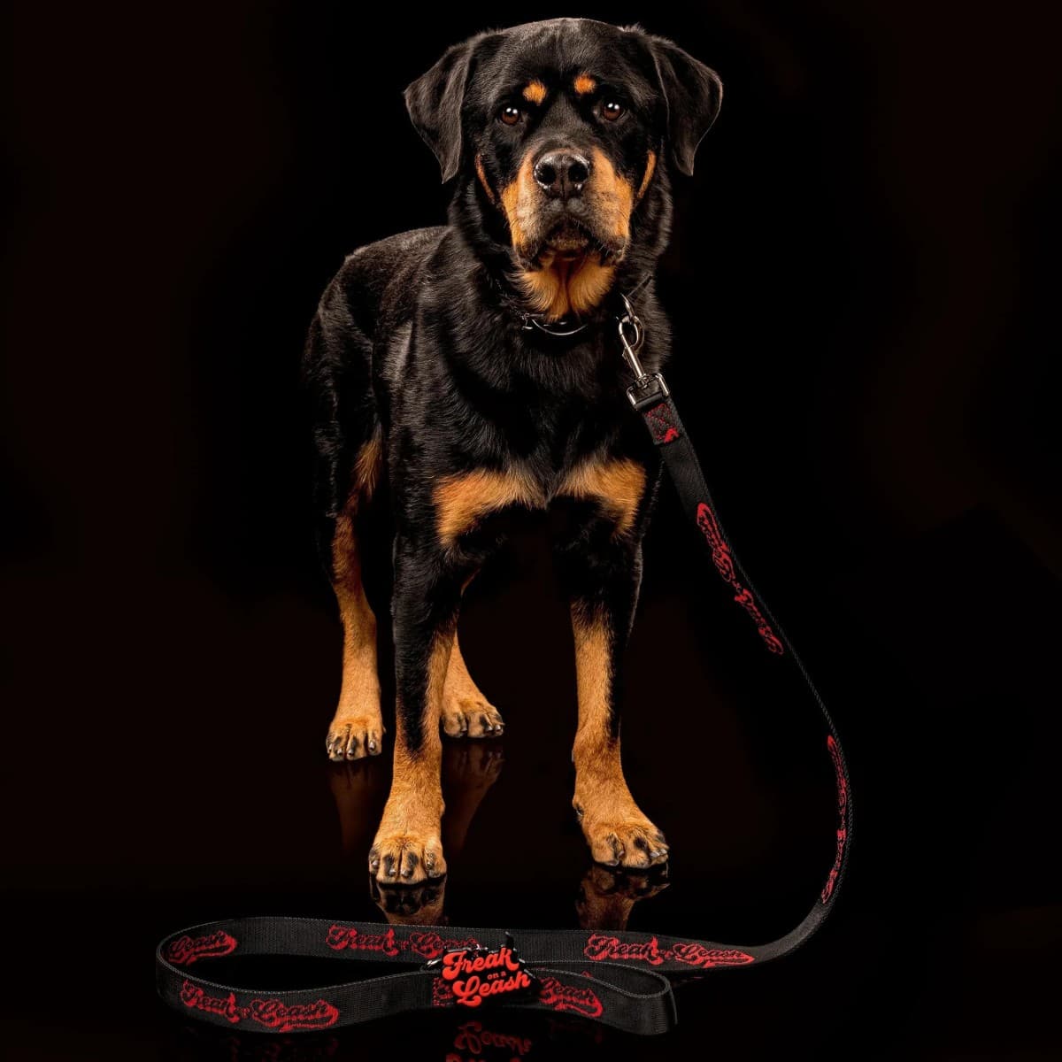 Freak On a Leash eleva los collares de púas para perros a accesorios cotidianos con cuero de plena flor y herrajes reforzados