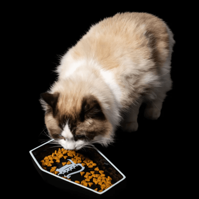 Freak On A Leash Lanza su Primera Colección para Gatos con Collares de Seguridad y Accesorios de Inspiración Gótica