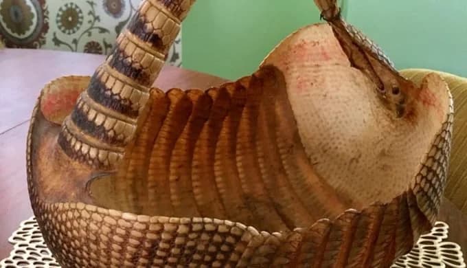 Did You Know? Center Point, Texas Once Had an Armadillo Basket Factory!