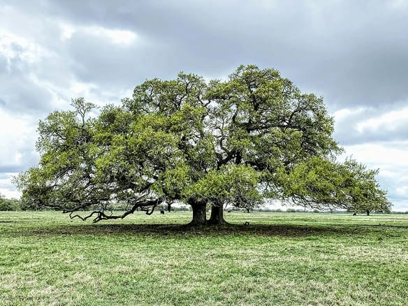 Texas Live Oak tree